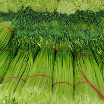 【优选】鲜蒜苔上市长苔80cm，干苔一手货源代发全国