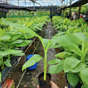 各种香蕉苗批发