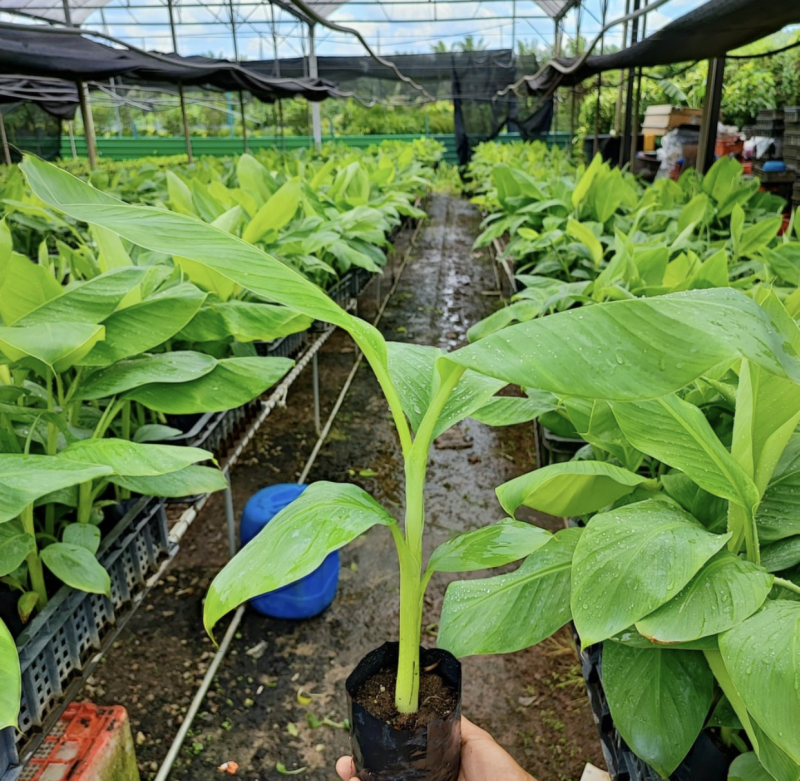 各种香蕉苗批发
