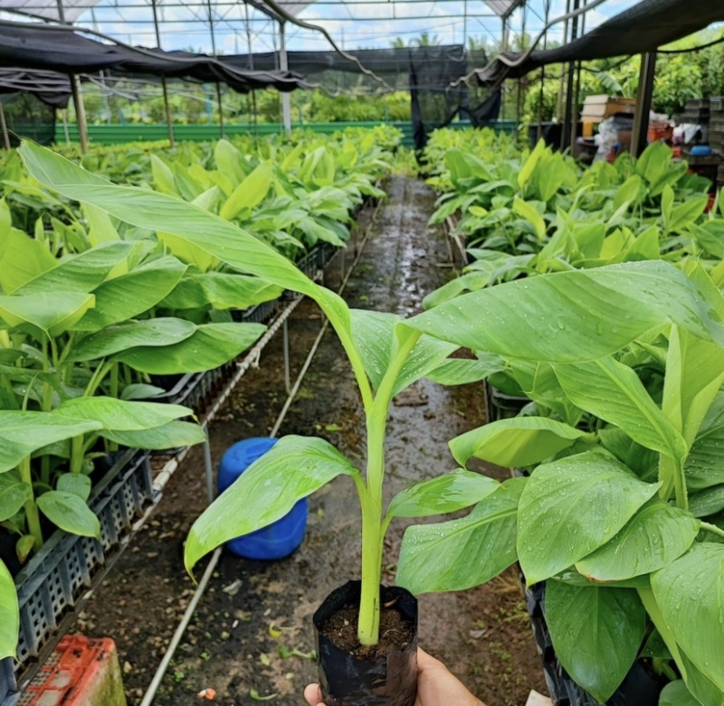 各种香蕉苗批发