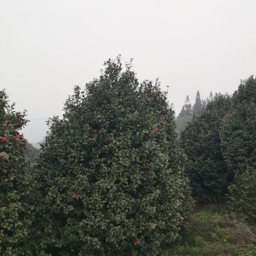 大红牡丹茶花长年大量出售，花色鲜艳大朵，规格齐全