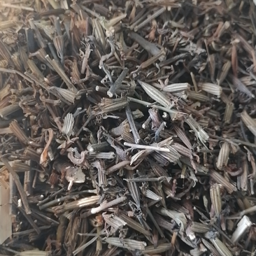 刘寄奴