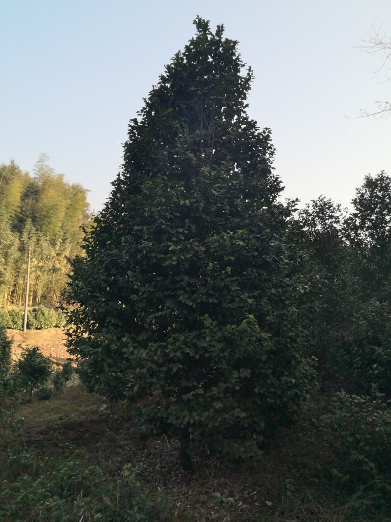 大红牡丹茶花长年大量出售，花色鲜艳大朵，规格齐全