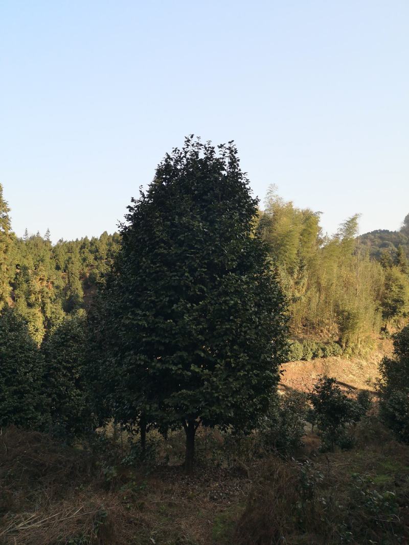 大红牡丹茶花长年大量出售，花色鲜艳大朵，规格齐全