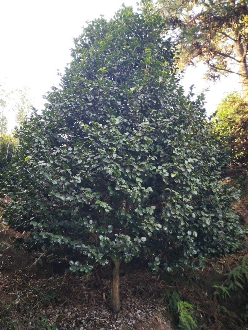 大红牡丹茶花长年大量出售，花色鲜艳大朵，规格齐全