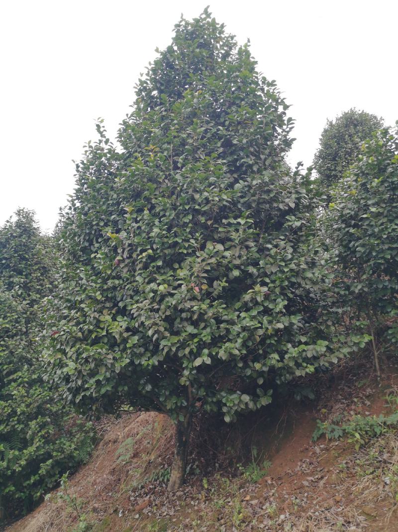 大红牡丹茶花长年大量出售，花色鲜艳大朵，规格齐全