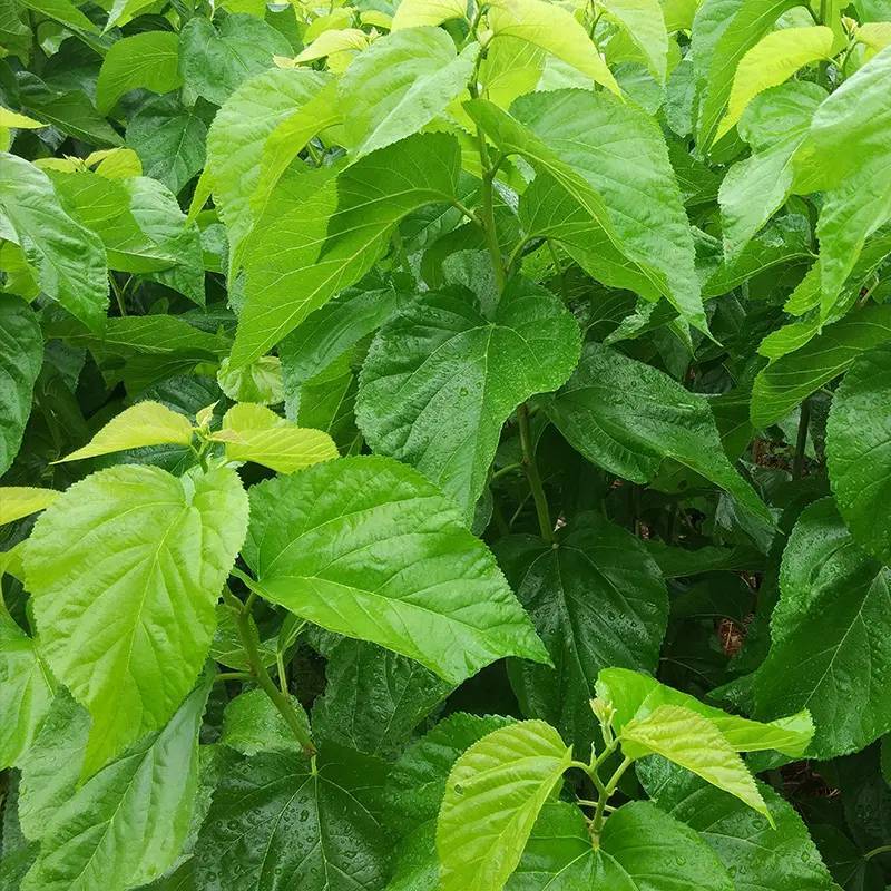 优质绿桑叶，霜桑叶桑叶茶批发供应