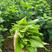 优质绿桑叶，霜桑叶桑叶茶批发供应