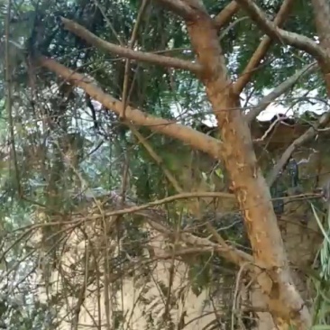 红豆杉给钱就卖
