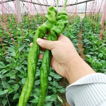 常年出售各种菜苗辣椒苗茄子苗番茄苗等欢迎采购