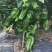 苏椒5号薄皮菜椒苗日交易额破万量大从优欢迎采购