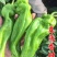 苏椒5号薄皮菜椒苗日交易额破万量大从优欢迎采购