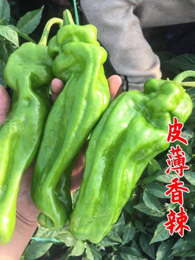 苏椒5号薄皮菜椒苗日交易额破万量大从优欢迎采购