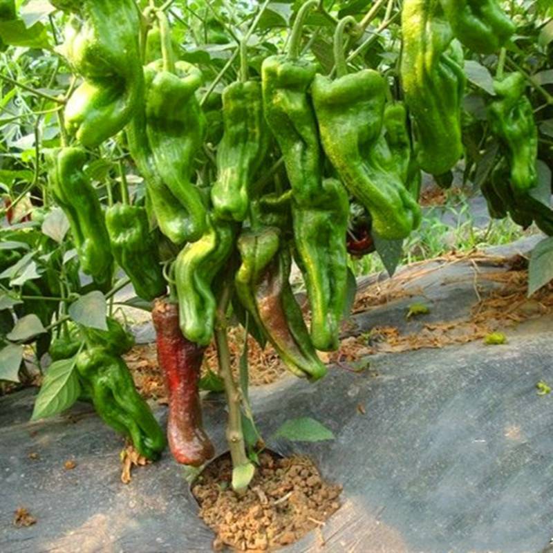 苏椒5号薄皮菜椒苗日交易额破万量大从优欢迎采购