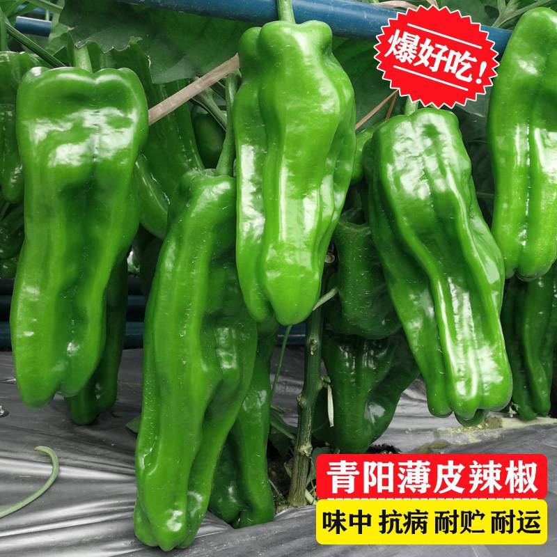 苏椒5号薄皮菜椒苗日交易额破万量大从优欢迎采购