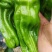 苏椒5号薄皮菜椒苗日交易额破万量大从优欢迎采购