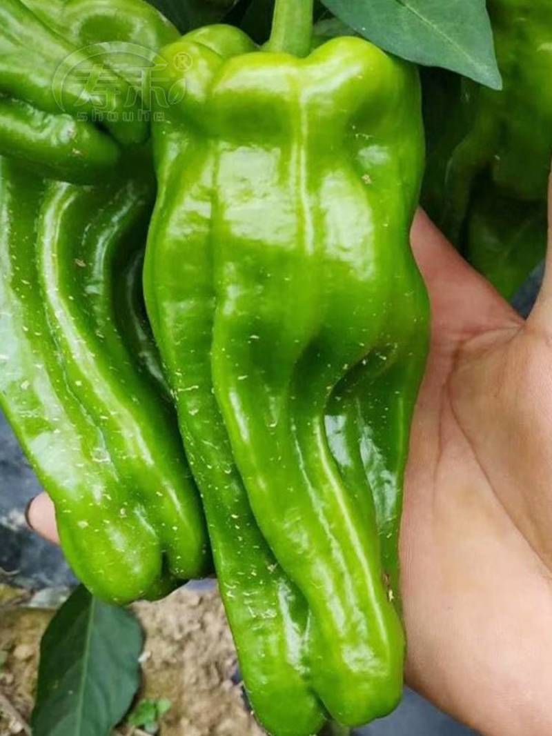 苏椒5号薄皮菜椒苗日交易额破万量大从优欢迎采购