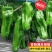 苏椒5号薄皮菜椒苗日交易额破万量大从优欢迎采购