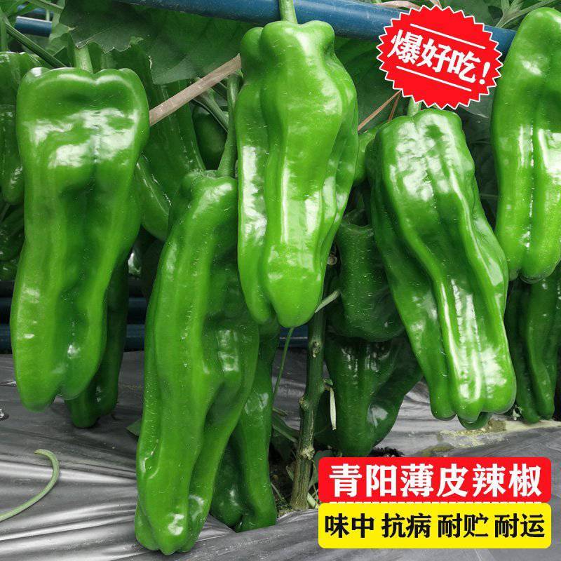 苏椒5号薄皮菜椒苗日交易额破万量大从优欢迎采购