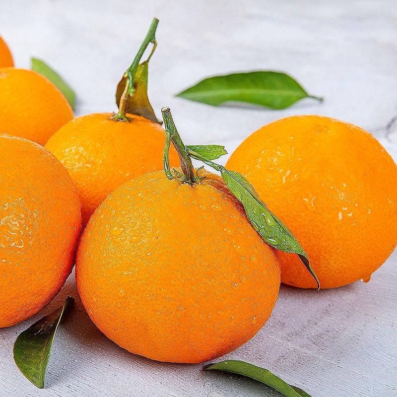 四川青见柑橘大量上市对接各大电商平台产地直发一条龙服务