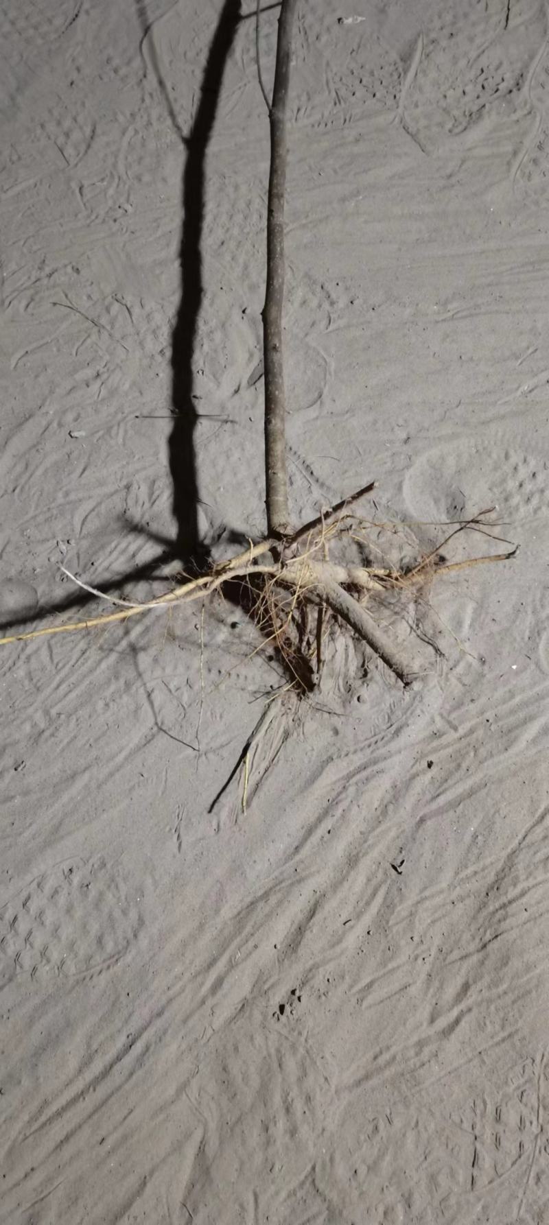 供应清地构树苗，现挖现卖，现场看苗需要打电话，不支持聊天