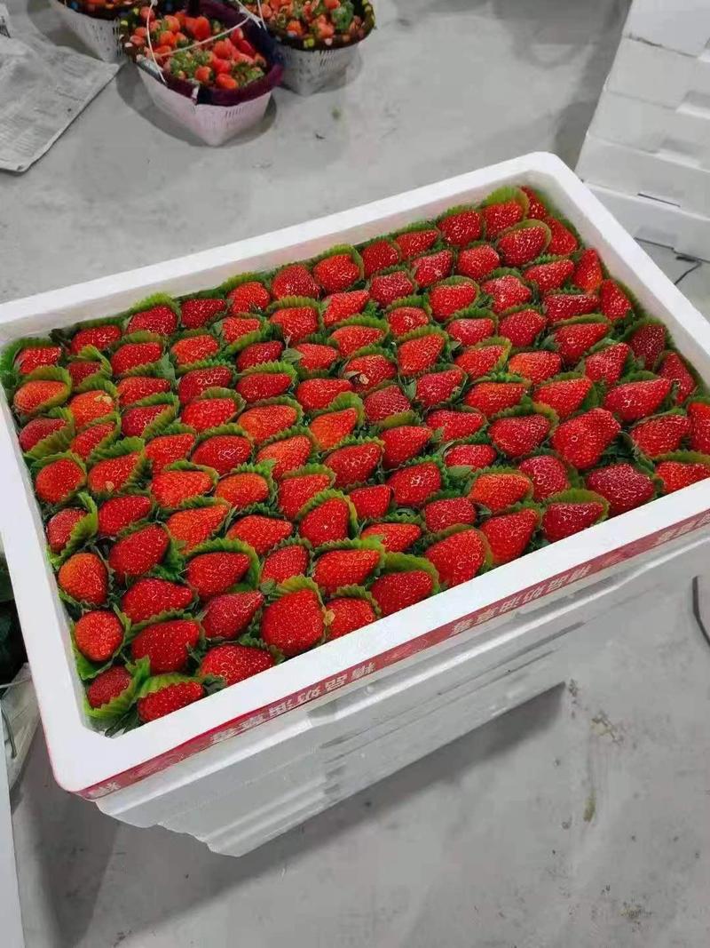 草莓，江苏草莓，产地货源，大量上市，有需要的朋友联系