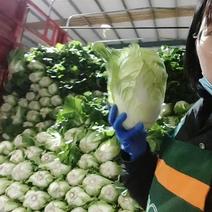 广西南宁市横县黄心大白菜大量现货，需要采购的老板我