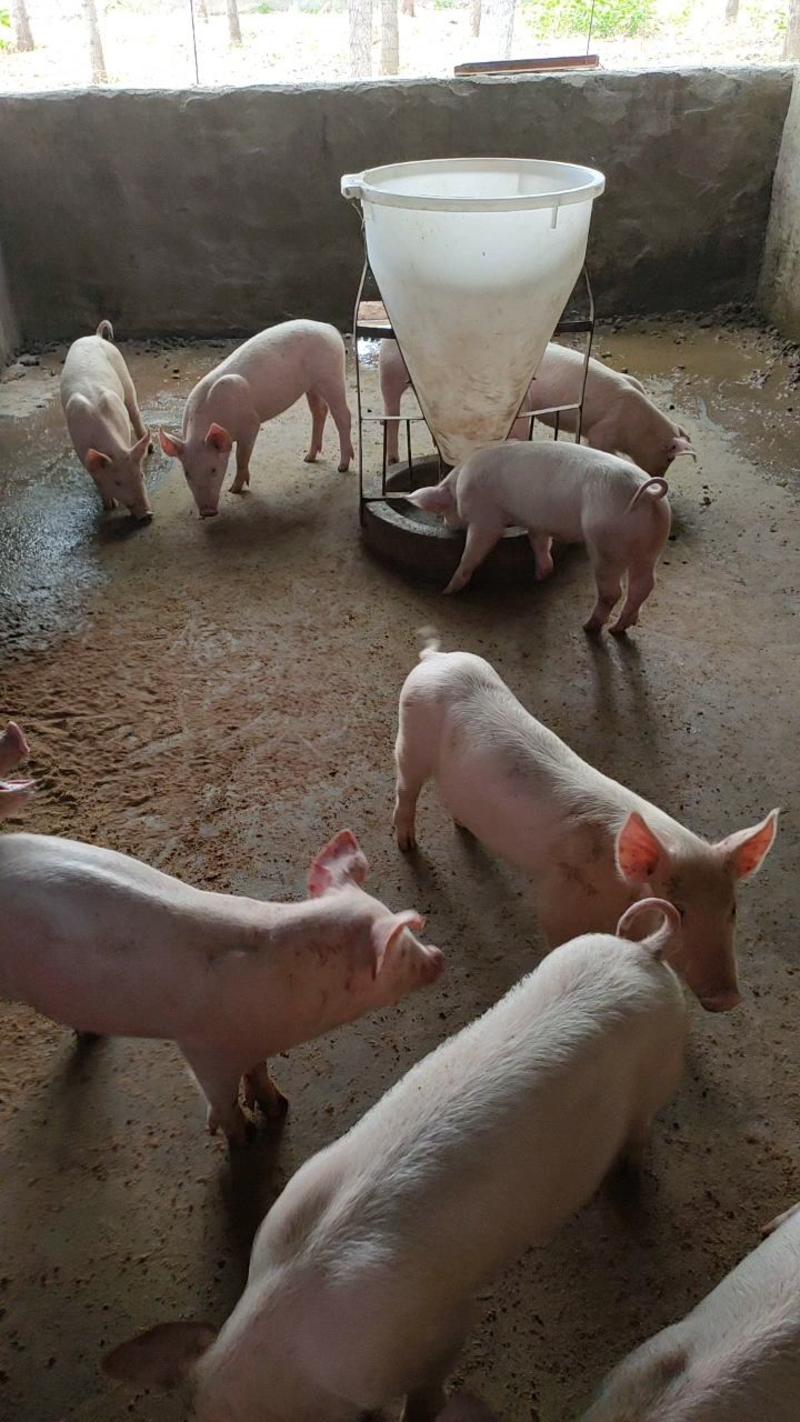 三元仔猪，湖南仔猪价格，仔猪繁育养殖基地