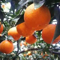 四川青见柑橘大量上市对接各大电商平台产地直发一条龙服务
