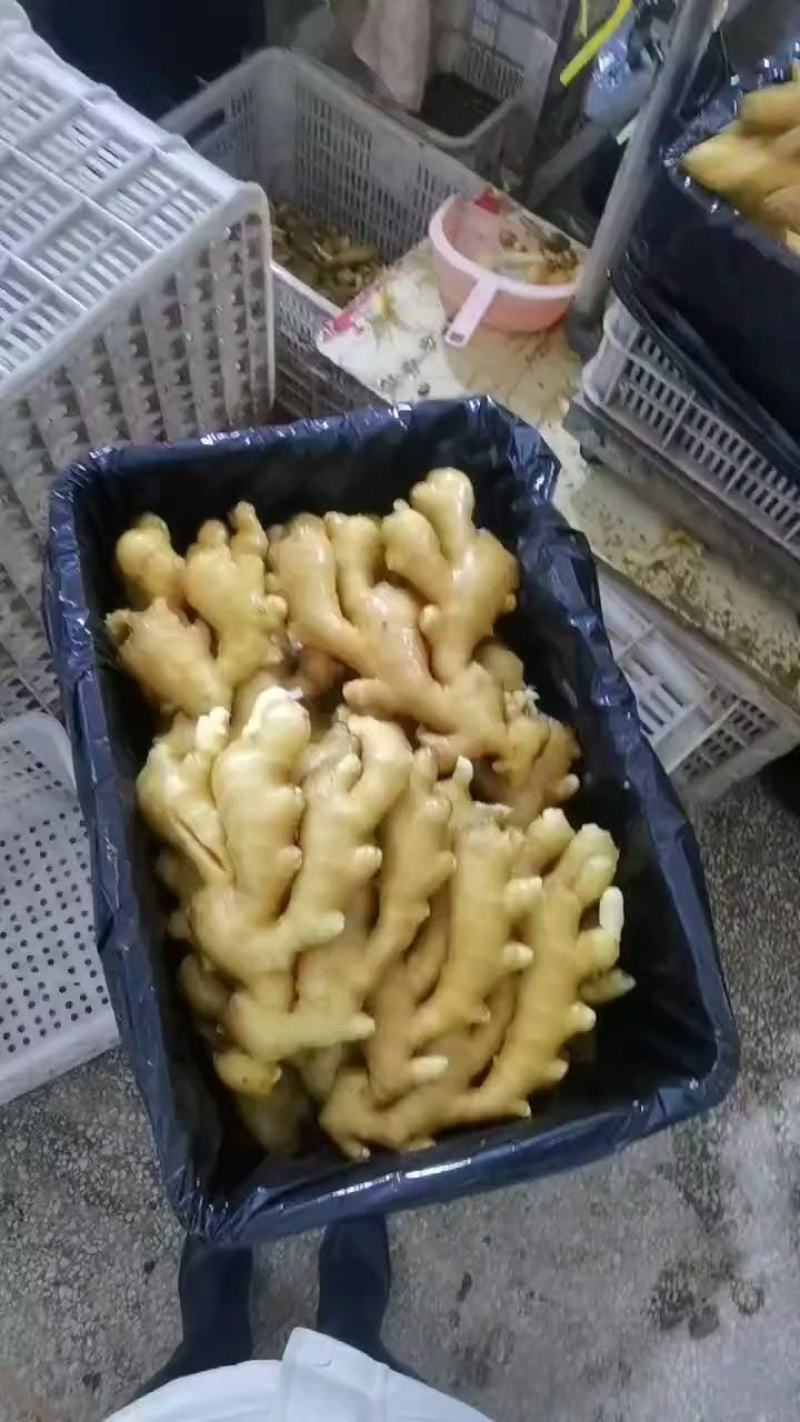 【生姜】山东大黄姜生姜水洗姜风干姜对接各大市场