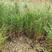 湿地松地苗，湿地松杯苗，还有一至5公分的苗。