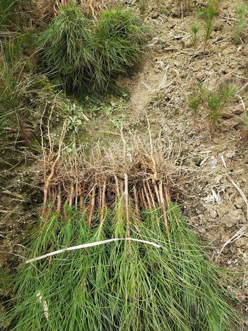 湿地松地苗，湿地松杯苗，还有一至5公分的苗。