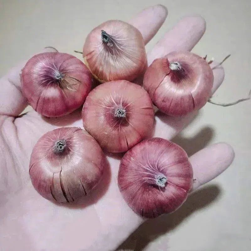 唐菖蒲种球剑兰种球四季易种多年生进口剑兰花种球