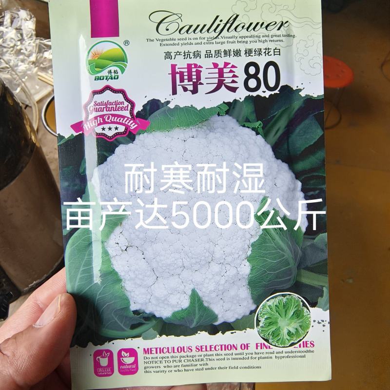 博美80松花种子抗病性强青梗花球松大雪白单球2.5公斤