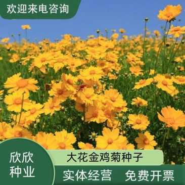 大花金鸡菊种子四季种野菊花种子花海绿化多年生宿根花草种子