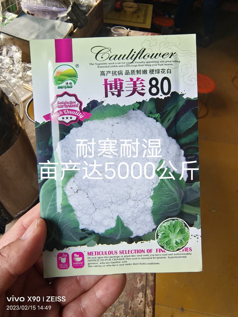 博美80松花种子抗病性强青梗花球松大雪白单球2.5公斤
