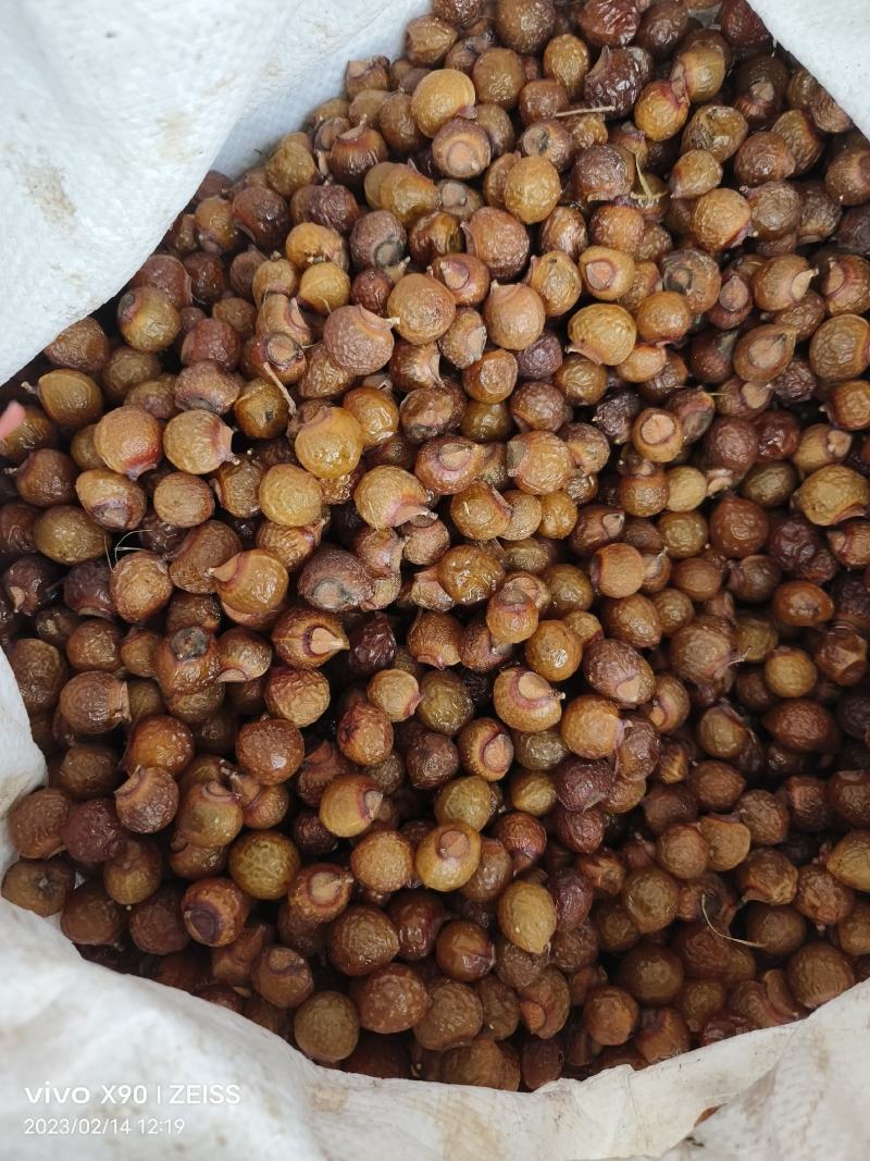 中药材无患子洗手果保证质量量大优惠
