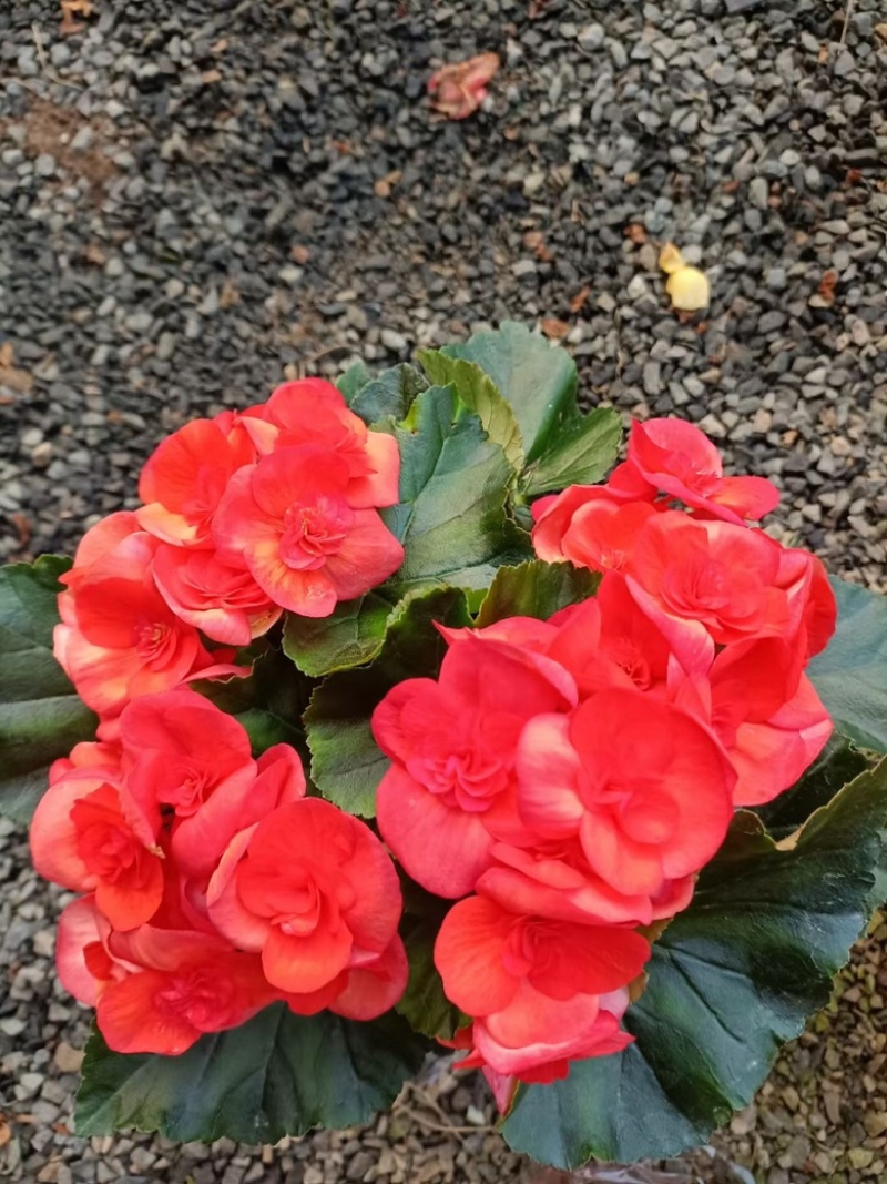 丽格海棠