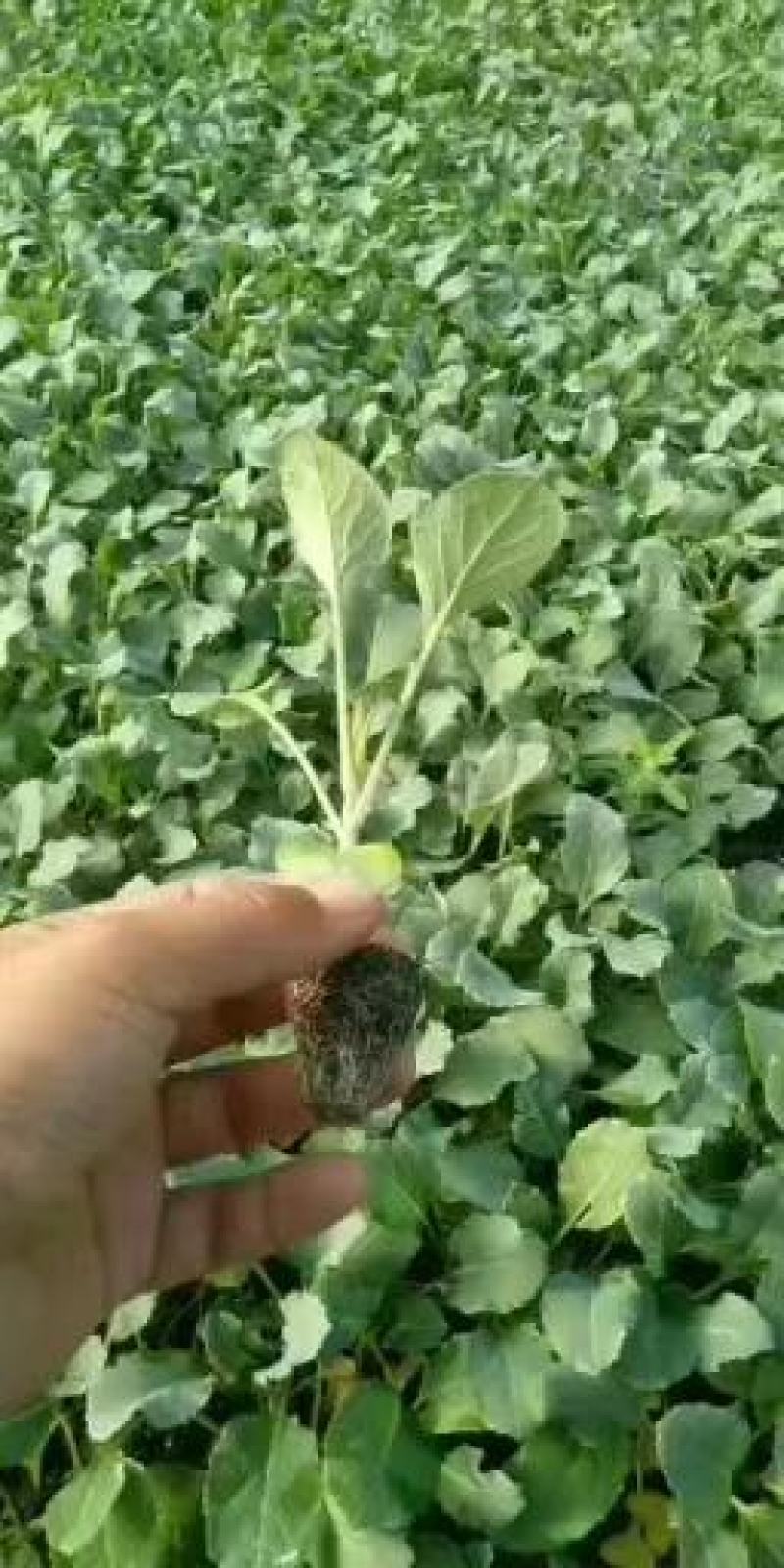 博美80松花种子抗病性强青梗花球松大雪白单球2.5公斤