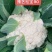 博美80松花种子抗病性强青梗花球松大雪白单球2.5公斤