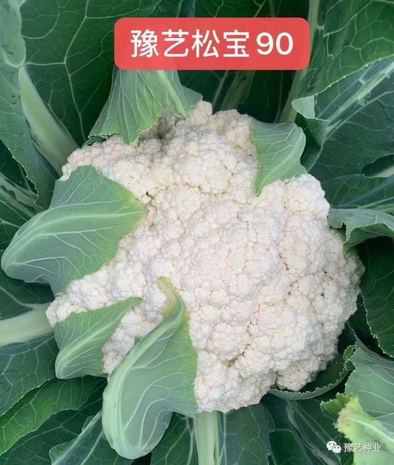 博美80松花种子抗病性强青梗花球松大雪白单球2.5公斤