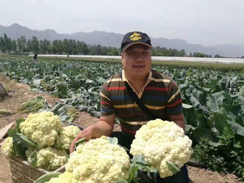博美80松花种子抗病性强青梗花球松大雪白单球2.5公斤