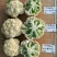 博美80松花种子抗病性强青梗花球松大雪白单球2.5公斤
