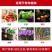 罗布泊硫酸钾颗粒硫酸钾水溶肥农用钾肥小颗粒速溶全水溶包邮