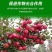 罗布泊硫酸钾颗粒硫酸钾水溶肥农用钾肥小颗粒速溶全水溶包邮
