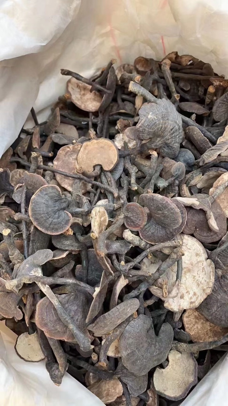 云南竹灵芝紫灵芝高山货有量有价产地优势欢迎咨询