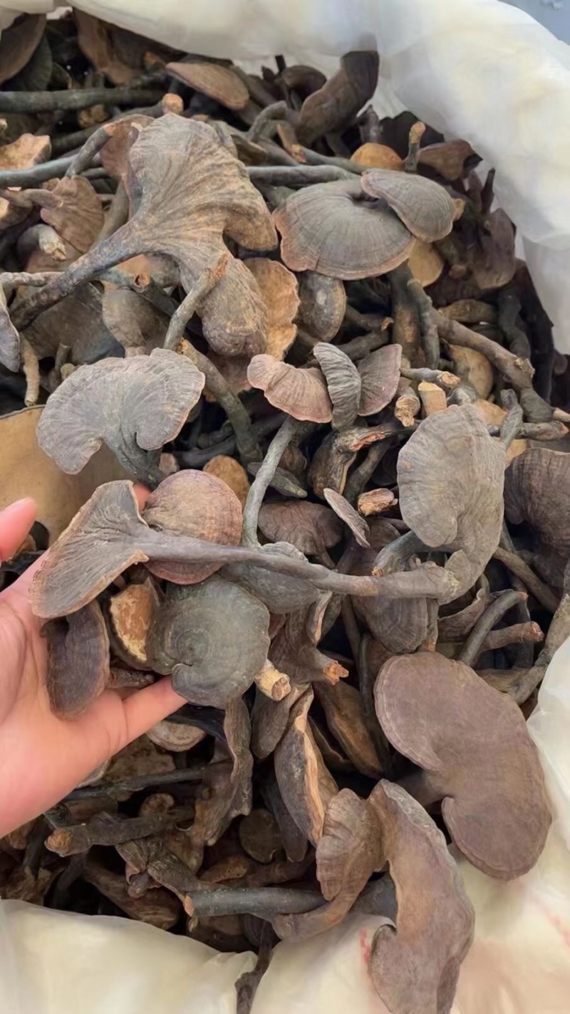云南竹灵芝紫灵芝高山货有量有价产地优势欢迎咨询