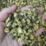 胎菊菊花泡水