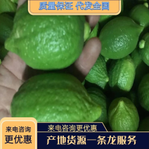 广东香水柠檬香水柠檬基地种植价格低质量好无中间商