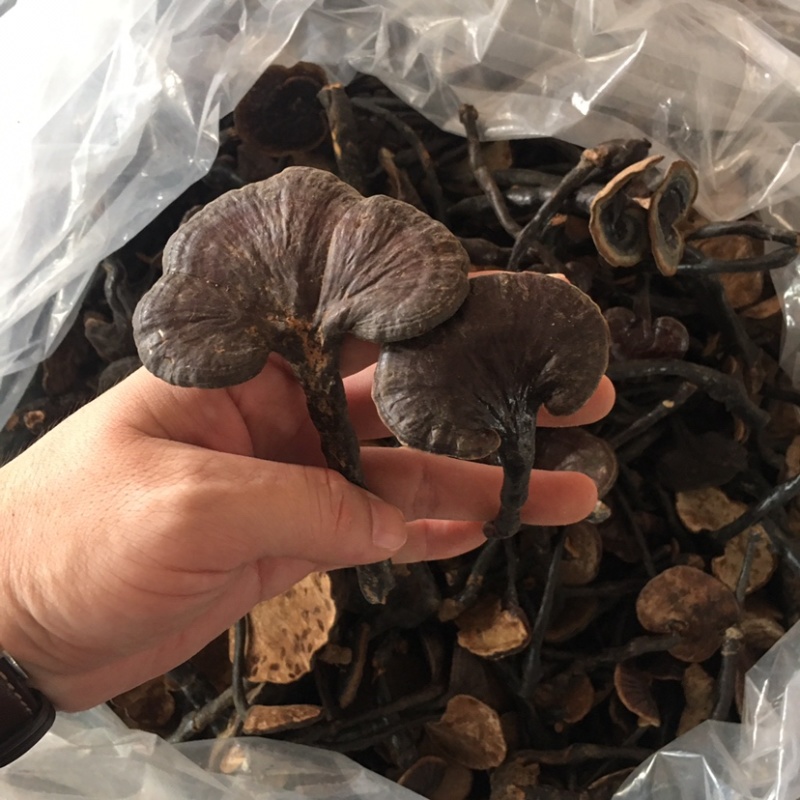 云南竹灵芝紫灵芝高山货有量有价产地优势欢迎咨询